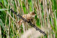 Reed Warbler